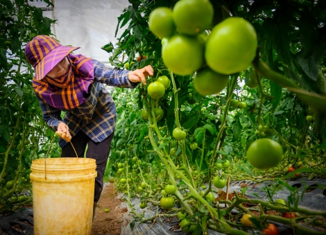 Tây Ninh: Tổ chức diễn đàn kết nối doanh nghiệp đầu tư, phát triển hệ sinh thái nông nghiệp công nghệ cao