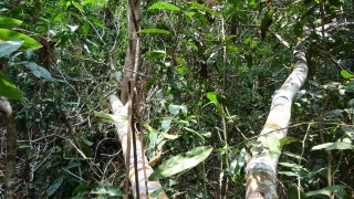 Nhiều cây rừng tự nhiên bị cưa trộm tại tiểu khu 23