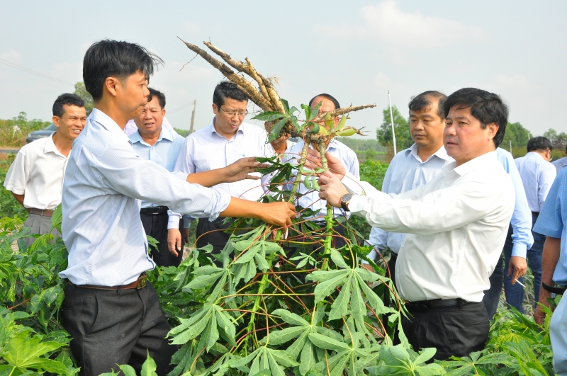 Nông dân mong chờ giống mì kháng bệnh khảm lá