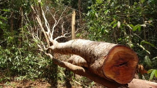 Cần tăng cường công tác bảo vệ rừng