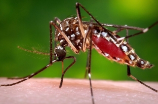 Người dùng xà phòng thơm có thể bị muỗi cắn nhiều hơn