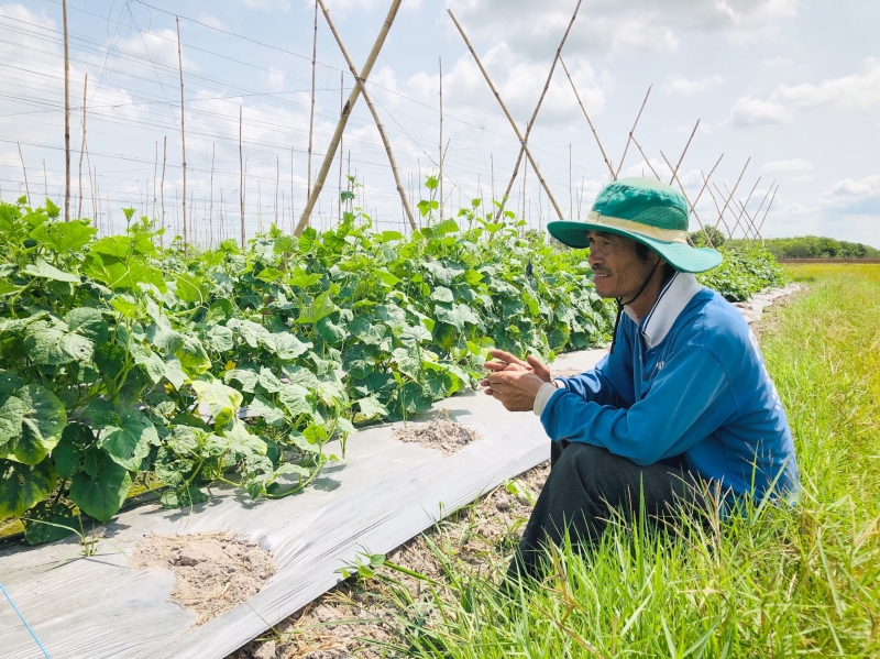 Giá rau màu tuột đáy, nông dân lao đao