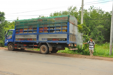 Xử lý nghiêm việc buôn bán, vận chuyển trái phép gia cầm, sản phẩm gia cầm qua biên giới