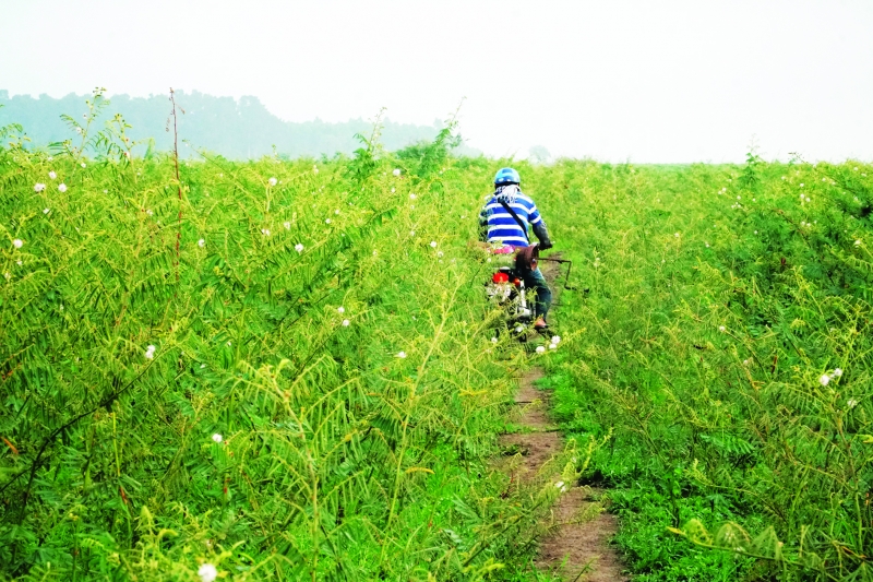 Cây mai dương mọc tràn lan ở hồ Dầu Tiếng