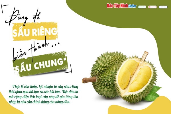 Đừng để sầu riêng biến thành… “sầu chung”