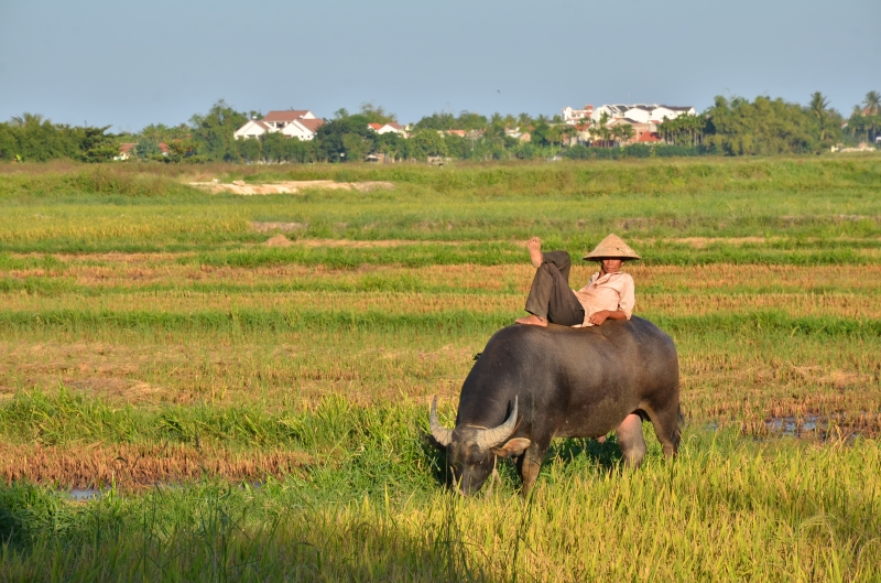 Về ăn Tết Đoan ngọ