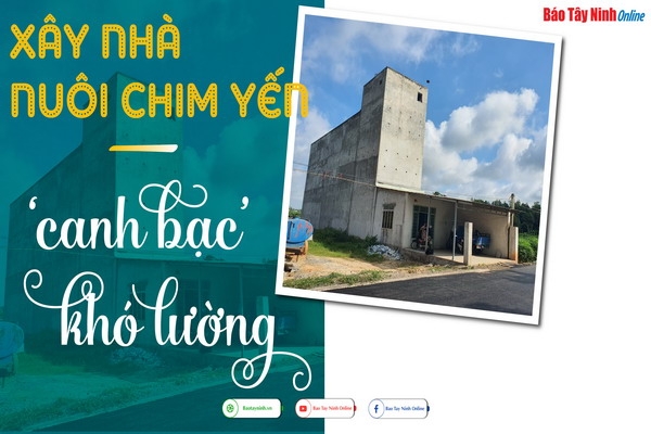 Xây nhà nuôi chim yến - 'canh bạc' khó lường
Bài 1: Được ăn cả, ngã về không