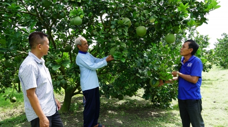 Chính sách khuyến khích liên kết trong sản xuất và tiêu thụ sản phẩm nông nghiệp:

Tìm hướng tháo gỡ khó khăn