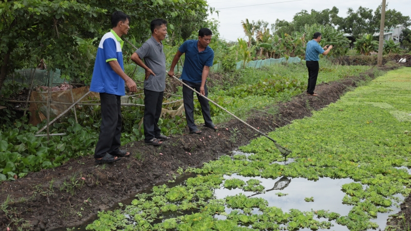 Triển vọng mô hình nuôi ốc bươu đen mang lại hiệu quả kinh tế cao