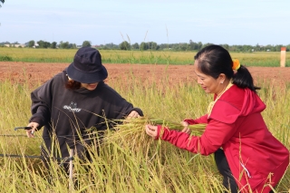 Thực hiện các giải pháp phát triển cây lúa bền vững