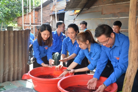 Tân Châu: ĐVTN tham quan, học hỏi kinh nghiệm mô hình nuôi ba ba thương phẩm