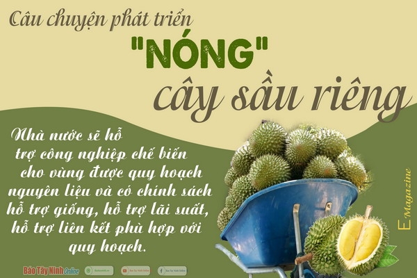 Câu chuyện phát triển “nóng” cây sầu riêng