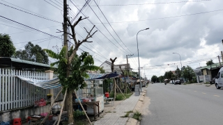 Thị xã Hoà thành: Hàng cây bằng lăng trên vỉa hè chết khô