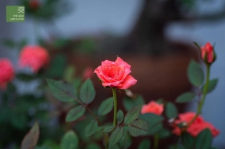 Tham khảo những kỹ thuật trồng và chăm sóc hoa hồng đúng cách tại Thế Giới Làm Vườn