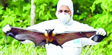 Cảnh giác trước sự lây lan của virus Nipah