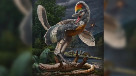 Phát hiện hóa thạch của loài khủng long nhỏ giống chim ở Trung Quốc
