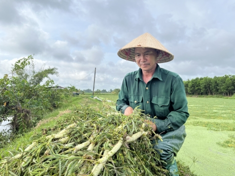 Thu nhập ổn định từ trồng rau nhút