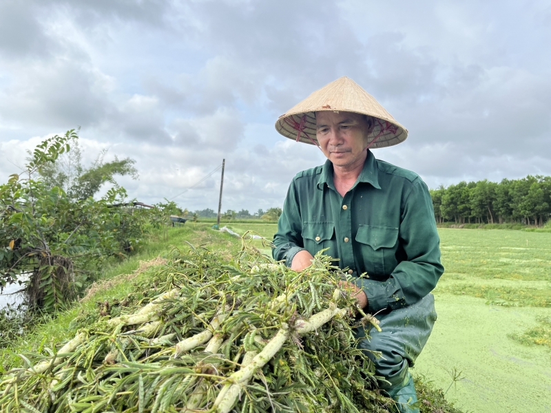 Thu nhập ổn định từ trồng rau nhút