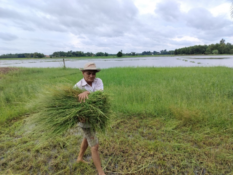 Nguồn vốn Ngân hàng chính sách- Giúp nông dân phát triển kinh tế gia đình