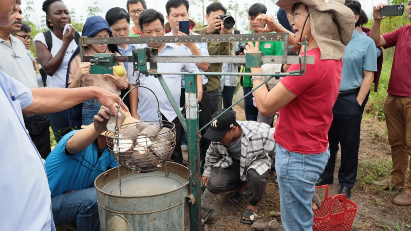 Khảo sát, đánh giá các giống mì kháng bệnh khảm lá trên địa bàn tỉnh