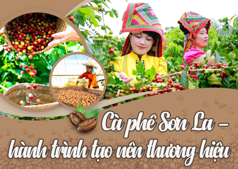 Cà phê Sơn La - hành trình tạo nên thương hiệu