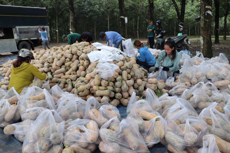 Hỗ trợ kết nối, tiêu thụ bí đậu trên địa bàn huyện Tân Châu