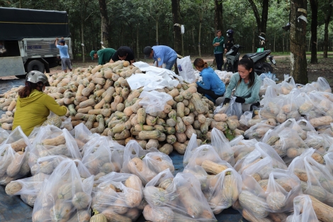 Hỗ trợ kết nối, tiêu thụ bí đậu trên địa bàn huyện Tân Châu