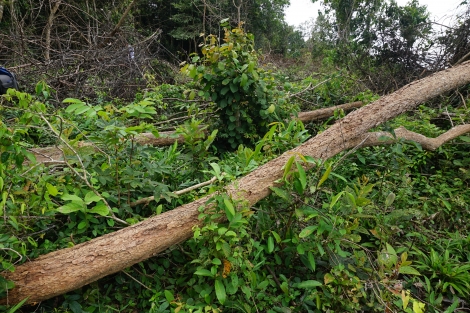 Châu Thành: Cấp quyền sử dụng đất trùng lên đất lâm nghiệp, cây rừng bị chặt phá