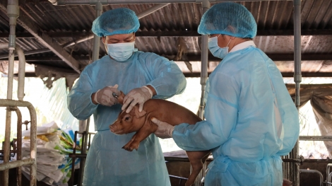 Tân Châu: Tập trung các giải pháp phòng, chống dịch bệnh cho đàn vật nuôi
