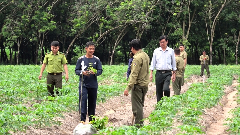 Diện tích rừng trồng mới tập trung tính đến tháng 10.2023 tăng vượt kế hoạch