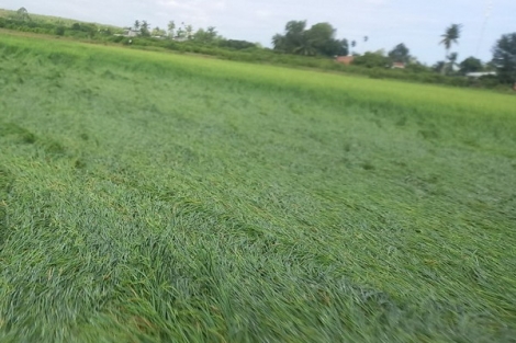 Mưa lớn gây thiệt hại cho nhiều diện tích lúa sắp thu hoạch