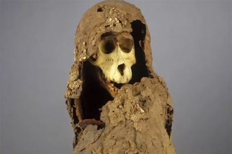 Giải mã bí ẩn 118 năm về xác ướp khỉ đầu chó