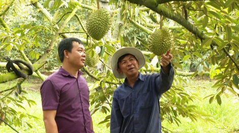 Phát triển cây sầu riêng theo hướng hiện đại, bền vững