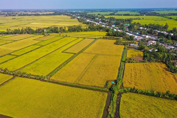 Bài toán lúa gạo cho Việt Nam