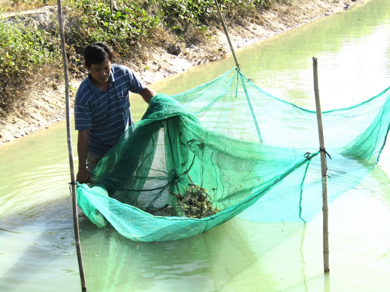 Phát triển vùng nuôi trồng chuyên canh thuỷ sản gắn với hệ thống kênh thuỷ lợi Dầu Tiếng - Phước Hoà