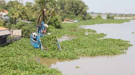 Chủ động xử lý lục bình trên sông Vàm Cỏ Ðông