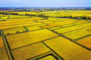 Đề án 1 triệu ha lúa chất lượng cao ở Đồng bằng sông Cửu Long: Hàng triệu nông dân sẽ được hưởng lợi