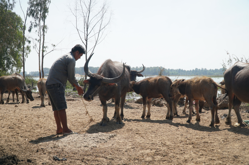 Chăn trâu khét nắng hôi bùn…