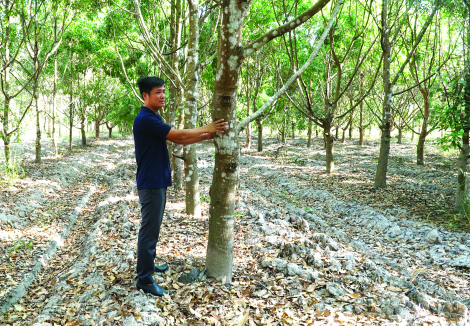 Hộ dân hợp đồng trồng rừng: Góp phần bảo vệ “lá phổi xanh”