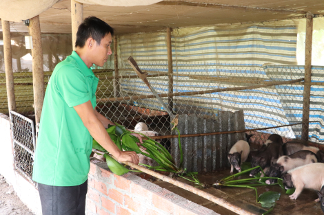 Nuôi heo hương kết hợp du lịch sinh thái