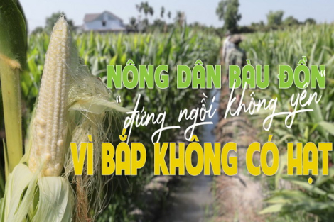 Nông dân Bàu Đồn “đứng ngồi không yên” vì bắp không có hạt