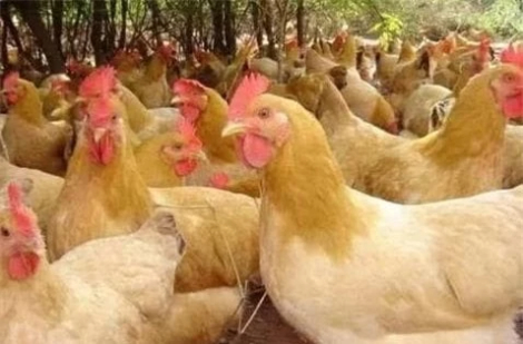 Nếu con người chúng ta không ăn thịt gà, một con gà có thể sống được bao lâu, bạn có biết không?