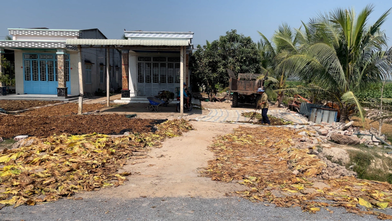 Giá thuốc lá nguyên liệu tăng, người dân Hảo Đước phấn khởi thu hoạch