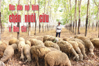 Độc đáo mô hình chăn nuôi cừu ở Bến Củi