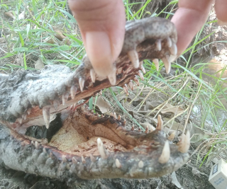 Phước Chỉ: Phát hiện xác cá sấu trên kênh