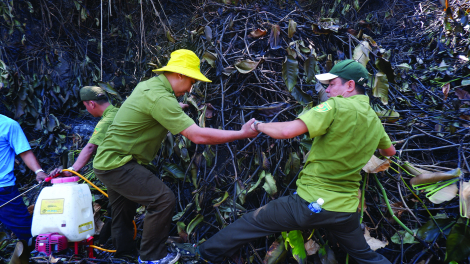 Dũng cảm cứu rừng tại núi Phụng