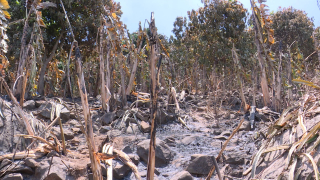 Bảo đảm an toàn phòng cháy chữa cháy rừng mùa hanh khô