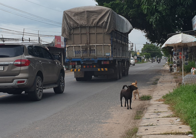 Không để lây lan dịch bệnh từ vật nuôi sang người