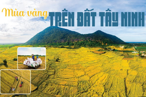 Mùa vàng trên đất Tây Ninh