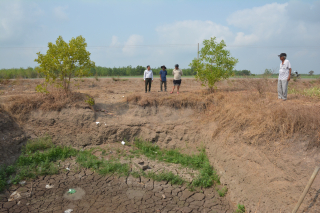 Tân Châu: Nhiều diện tích cây trồng bị thiệt hại do nắng nóng